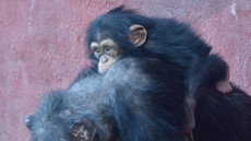 Schimpanse (4).jpg